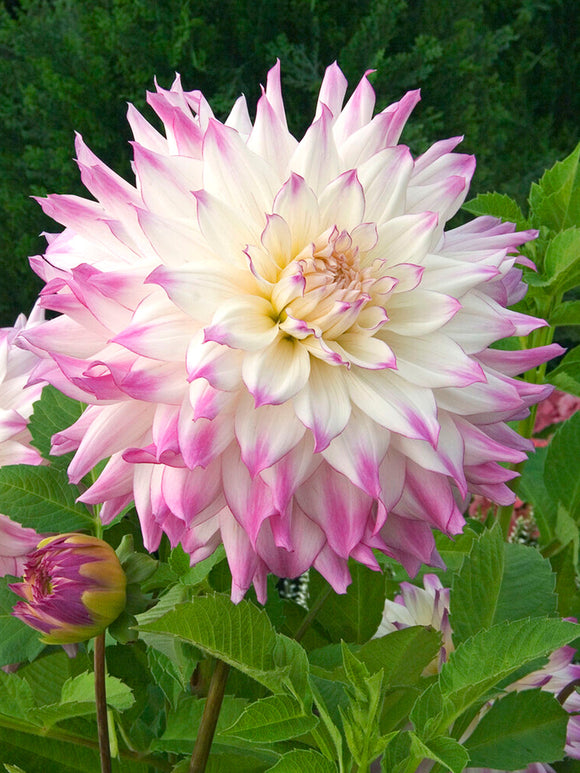 Dahlia Ferncliff Illusion