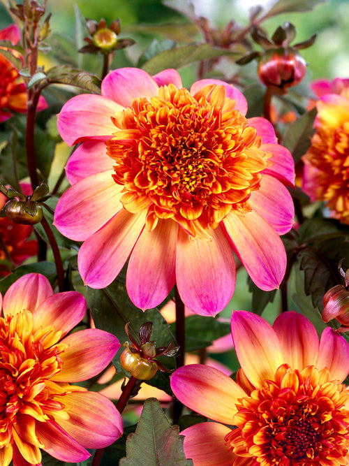Närbild på Dahlia Floorinoor blomma med kontrast mellan lysande rosa yttre kronblad och djupt orange rött centrum