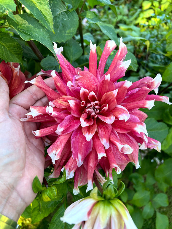 Dahlia Frost Nip med stora rosa blommor