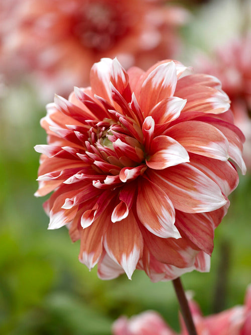 Dahlia Frost Nip med stora rosa blommor