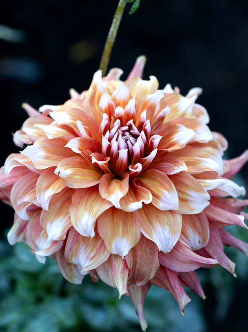Närbild på Dahlia Frost Nip i rosa och krämvitt