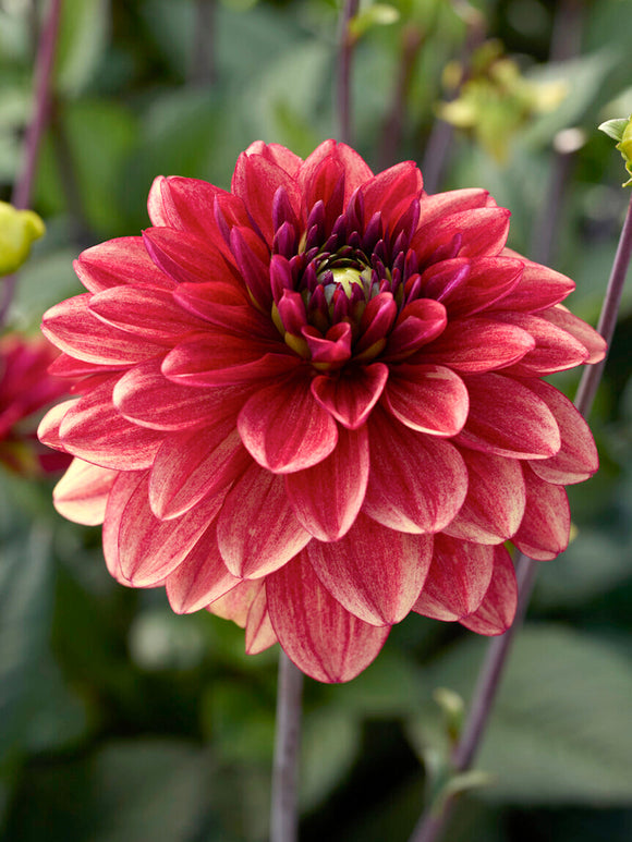 Dahlia Glossy Maracana med hallonrosa blommor