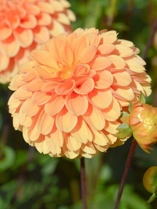 Dahlia Golden Scepter