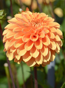 Dahlia Golden Scepter