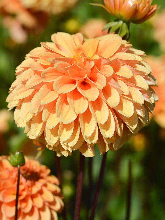 Dahlia Golden Scepter