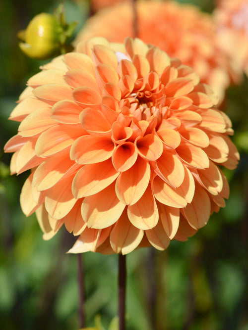 Vårplantering Dahlia Golden Scepter