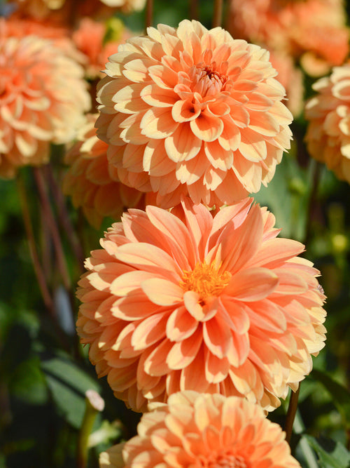 Dahlia Golden Scepter