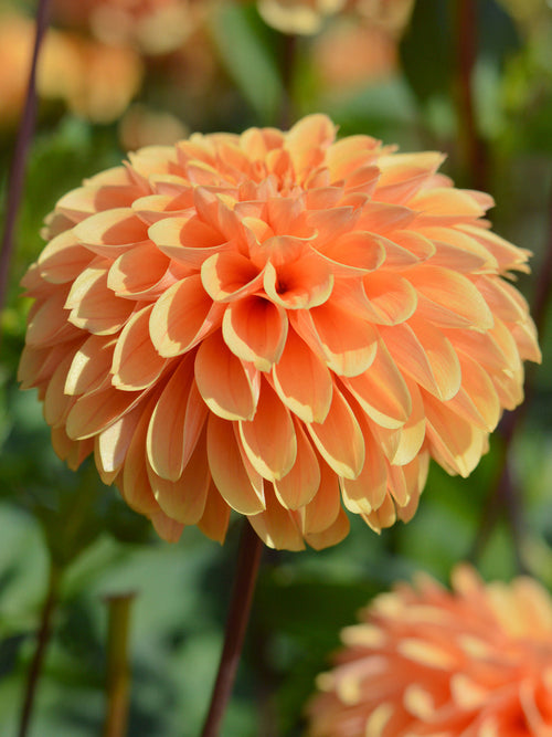 Dahlia Golden Scepter