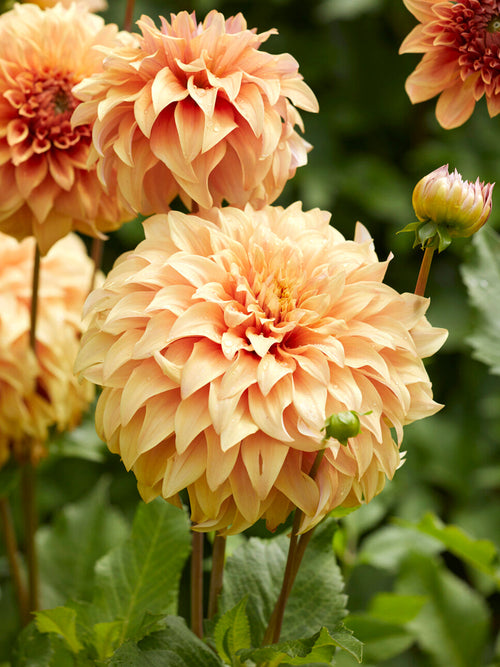 Storblommig dinnerplate-dahlia Great Hercules