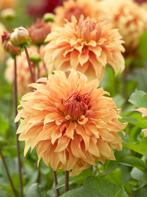 Aprikosfärgad dahlia med mycket stora blommor