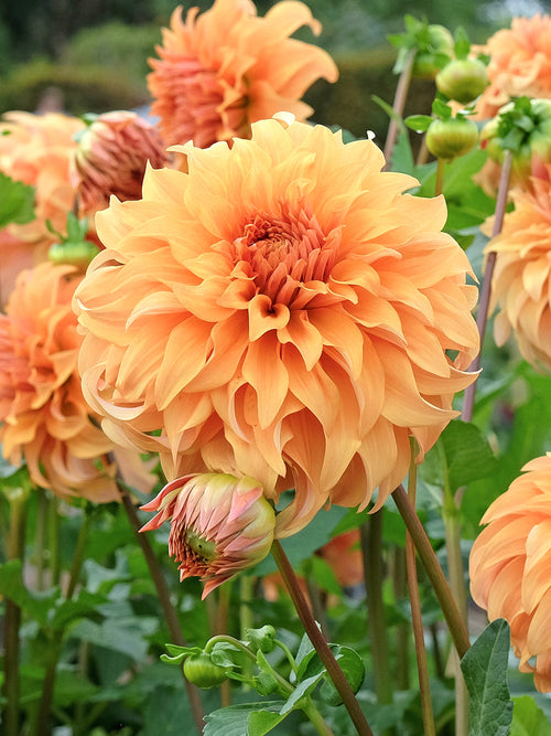 Dahlia Great Hercules som blickfång i rabatten