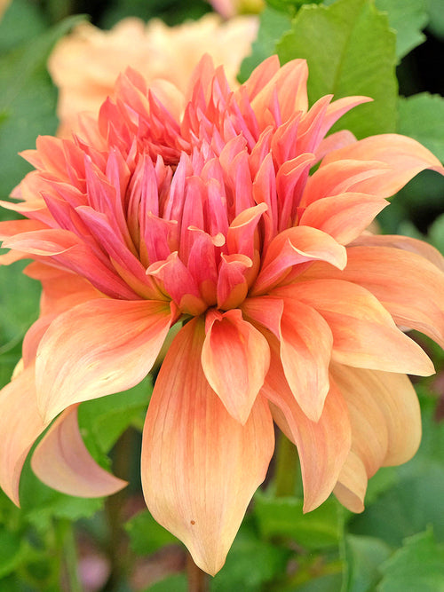 Storblommig dinnerplate-dahlia Great Hercules