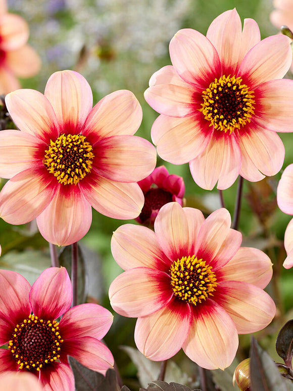 Vårplantering Dahlia HS Kiss