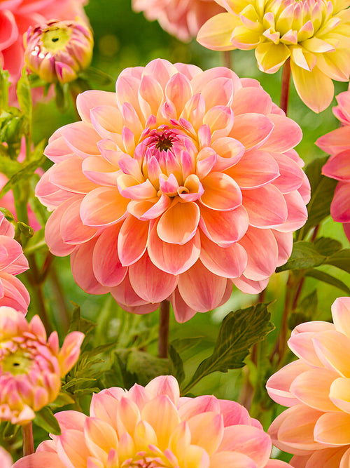 Formell dekorativ dahlia 'Hapet Pastel' i full blom