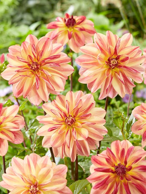 Dahlia Happy Butterfly i cottage garden-rabatt
