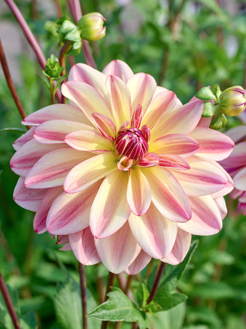 Dahlia Happy Butterfly med aprikosrosa blommor