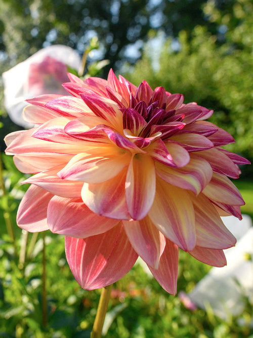 Näckrosdahlia Happy Butterfly i blomning