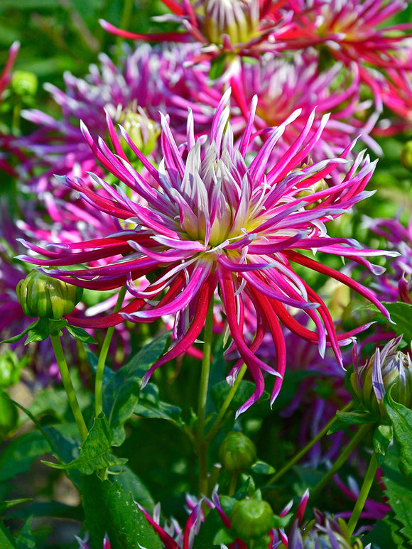 Dahlia Hollyhill Spiderwoman med spindelformade kronblad