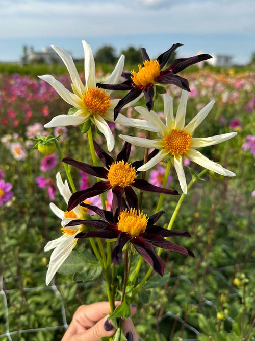 Dahlia Honka Mix - Köp Dahliaknölar av högsta storlek online!