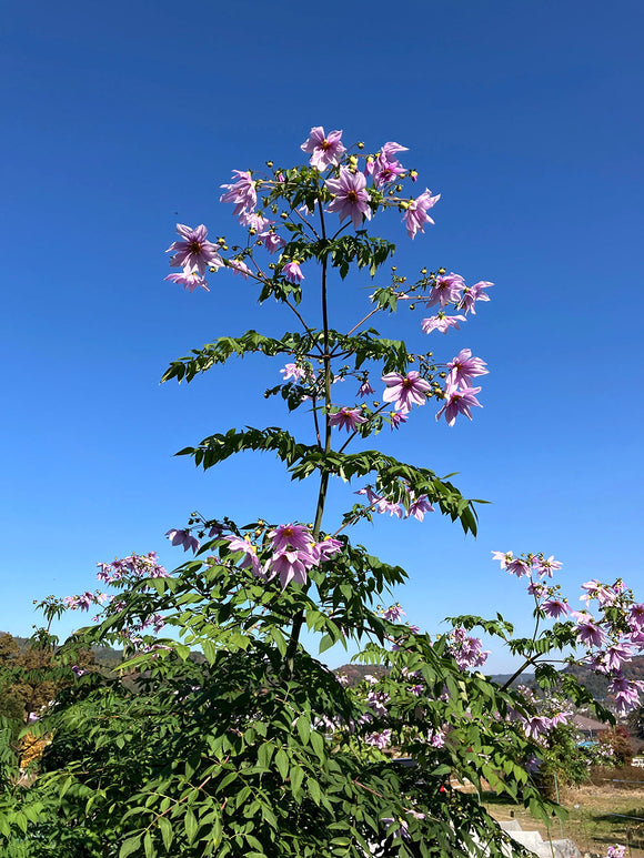 Dahlia Imperialis i blom på hösten