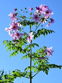 Dahlia Imperialis (Träddahlia)