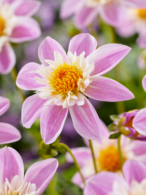 Dahlia Impression Famoso med ceriserosa blommor