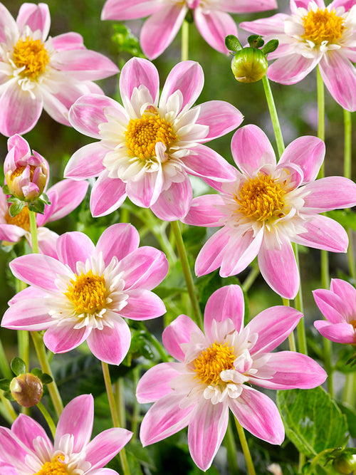 Närbild på Dahlia Impression Famoso i blom