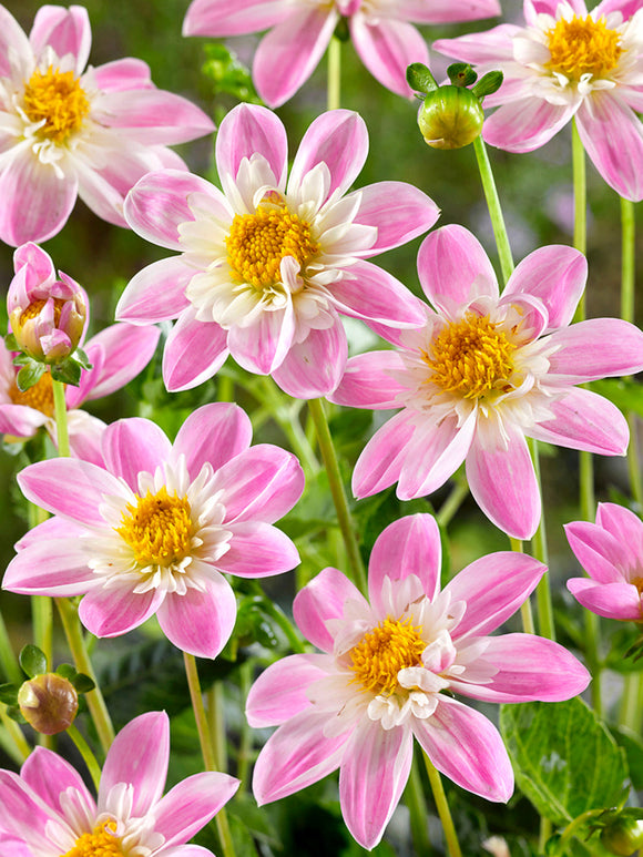 Närbild på Dahlia Impression Famoso i blom