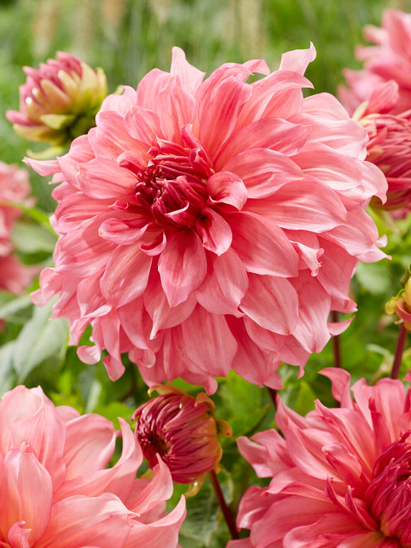 Närbild på Dahlia Islander med fyllda blommor