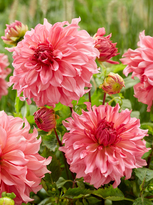 Romantisk dinnerplate-dahlia med mjuka rosa toner