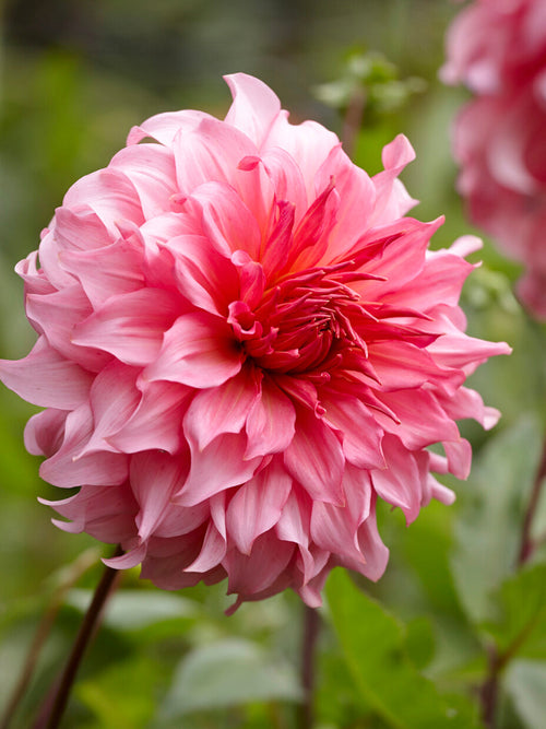 Storblommig rosa dahlia i sommarträdgård