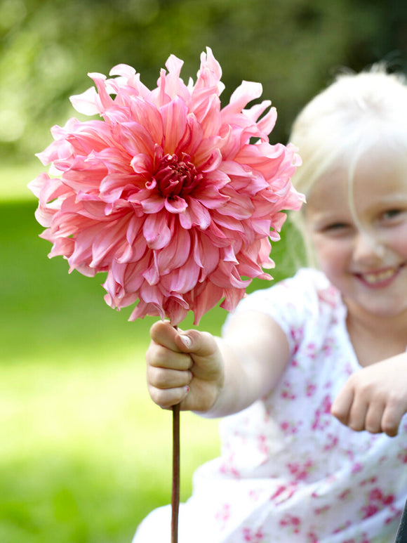 Rosa dinnerplate-dahlia Islander i blom