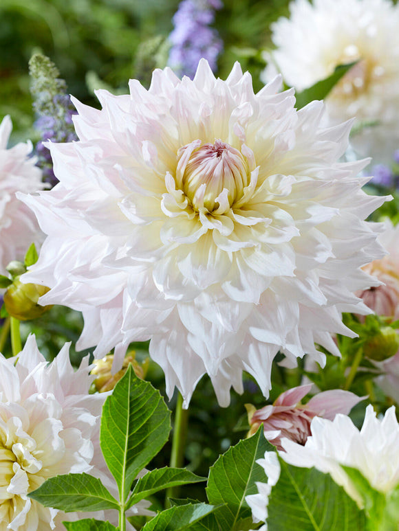 Närbild på Dahlia Ka's Cloud i blom