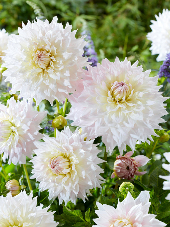 Vit dinnerplate-dahlia med blushrosa mitt