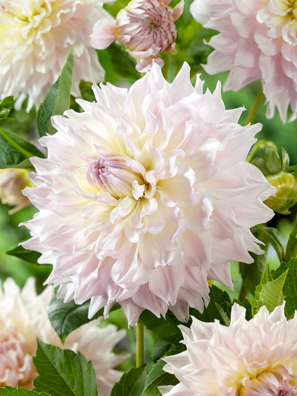 Dahlia Ka's Cloud med stora vita blommor