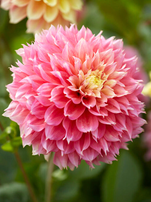 Dahlia Kogane Fubuki Köp Dahliaknölar