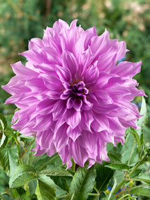 Dahlia Lavender Ruffles