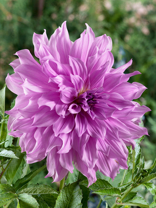 Köp Dahliaknölar Lavender Ruffles