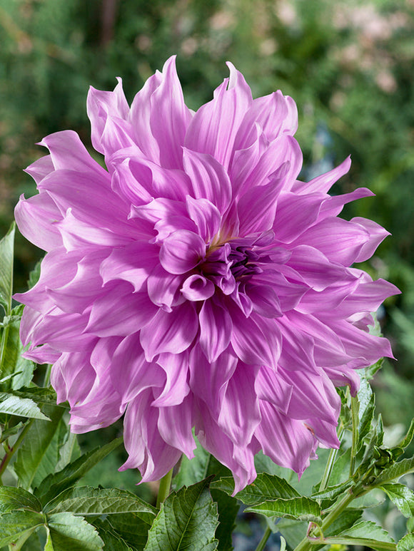 Köp Dahliaknölar Lavender Ruffles