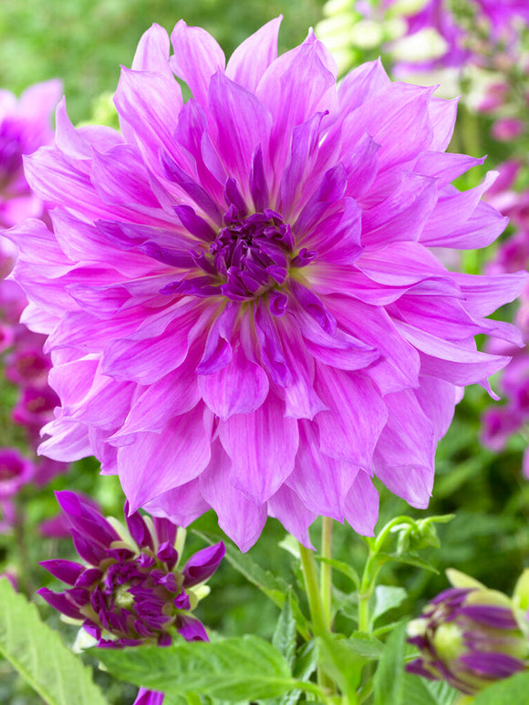 Dahlia Lavender Ruffles | DutchGrown™ Sverige