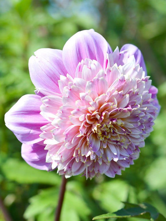 Vårplantering Dahlia Life Style