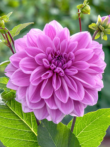 Dahlia Lilac Time