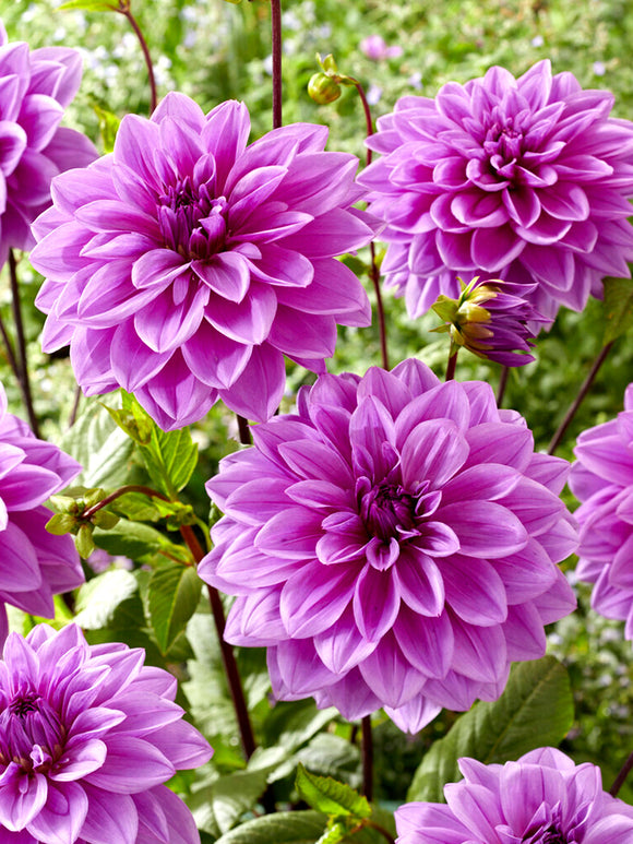 Dahlia Lilac Time | DutchGrown™ Sverige