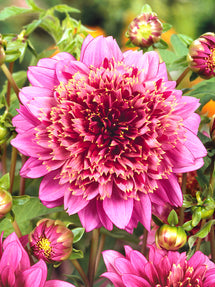 Dahlia Mambo