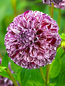 Dahlia Marble Ball