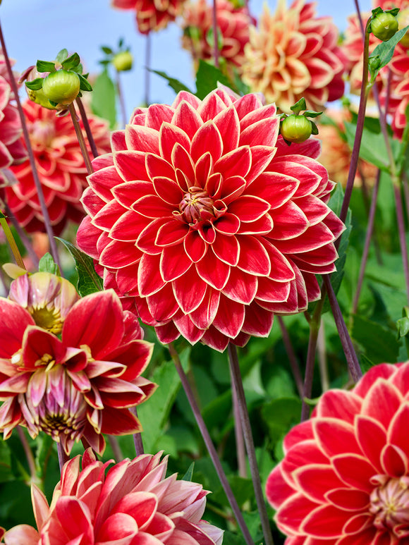 Närbild på dekorativ dahlia ‘Maxime’ med gyllene kronblad och röda kanter