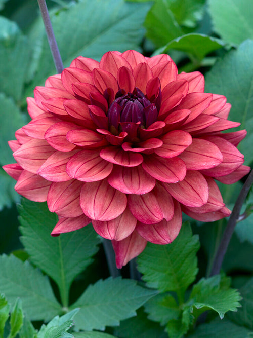 Dahlia ‘Missis Miley’ med mjuka rosé- och bronsfärgade blommor i rabatt