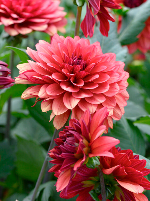 Närbild på dekorativ dahlia ‘Missis Miley’ med dämpade hallonnyanser