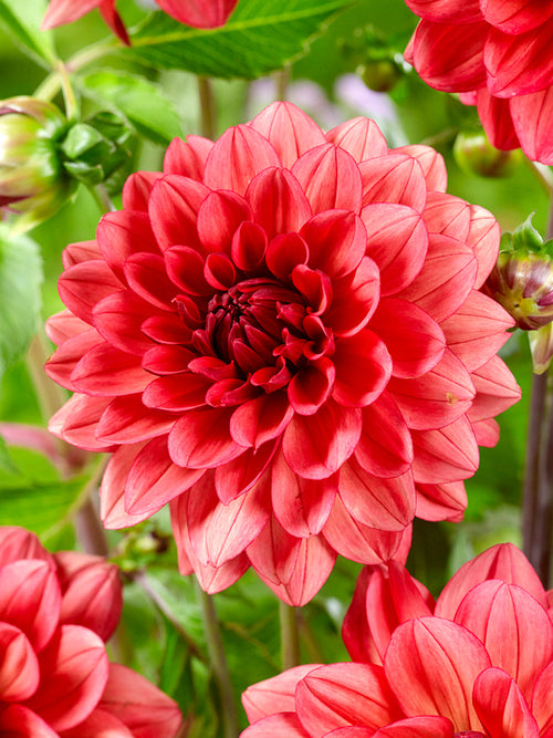 Dahlia ‘Missis Miley’ i blom med mjuka färgskiftningar i sommarljus