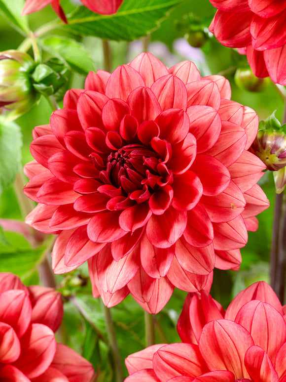 Dahlia ‘Missis Miley’ i blom med mjuka färgskiftningar i sommarljus